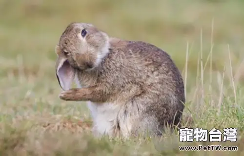 春季養兔四注意