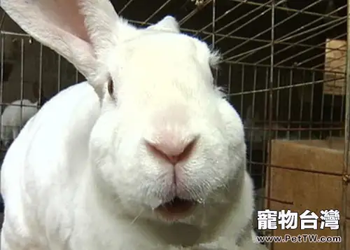 不同時期母兔的飼養管理(1圖)-寵物台灣