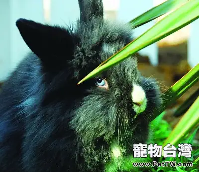 兔兔飼養管理的基本要求