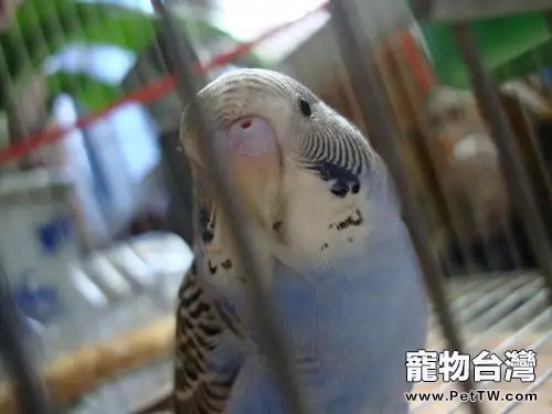 虎皮鸚鵡的年齡判斷(1圖)-寵物台灣