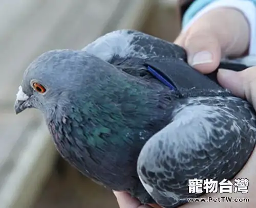 信鴿春夏季節的飼養管理