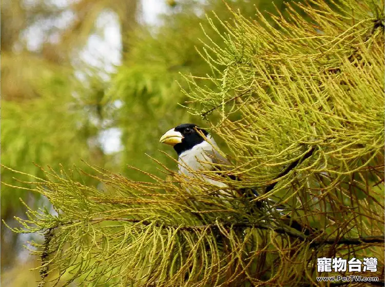 黑頭蠟嘴雀的訓練要點(1圖)-寵物台灣