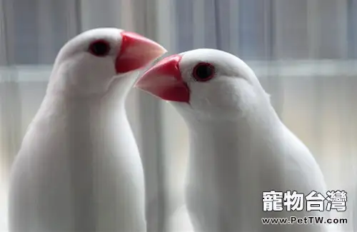 白文鳥該如何選購