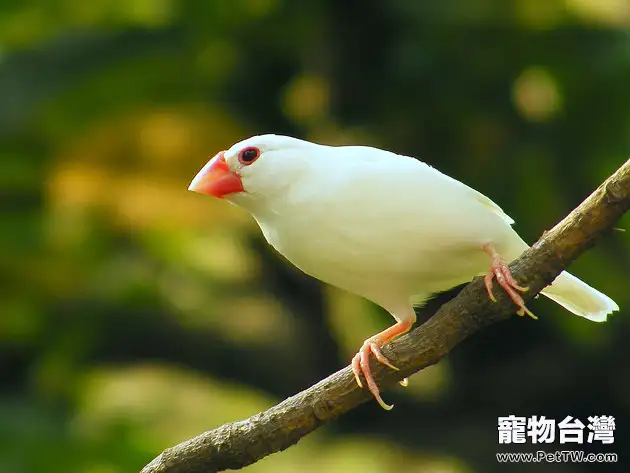 白文鳥飼養小貼士(1圖)-寵物台灣
