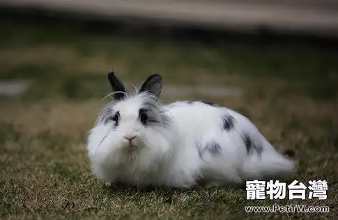 荷蘭獅子兔的品種特徵(1圖)-寵物台灣
