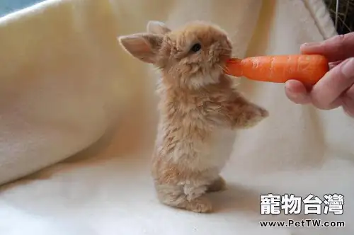 兔兔常用飼料的種類