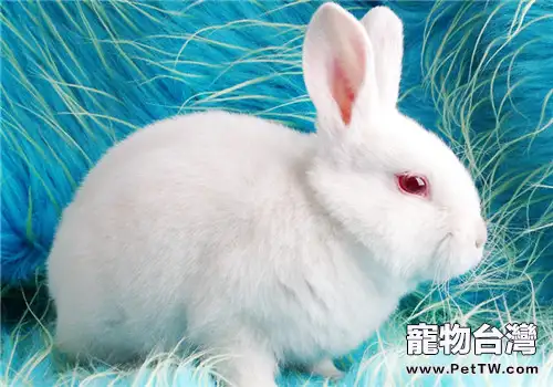 本土品種介紹——中國白兔