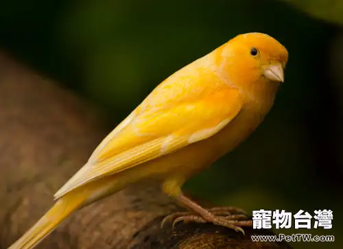 金絲雀的人工飼養方法(1圖)-寵物台灣