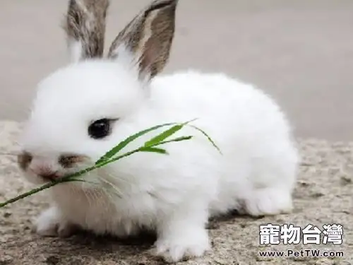 兔子忌食的食物