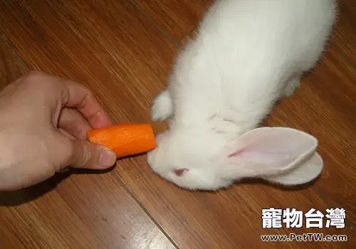 兔兔為什麼會拒食？