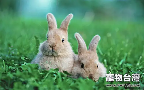 兔兔腹瀉之家庭處理