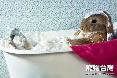 洗澡不用水——兔兔乾洗用品簡介