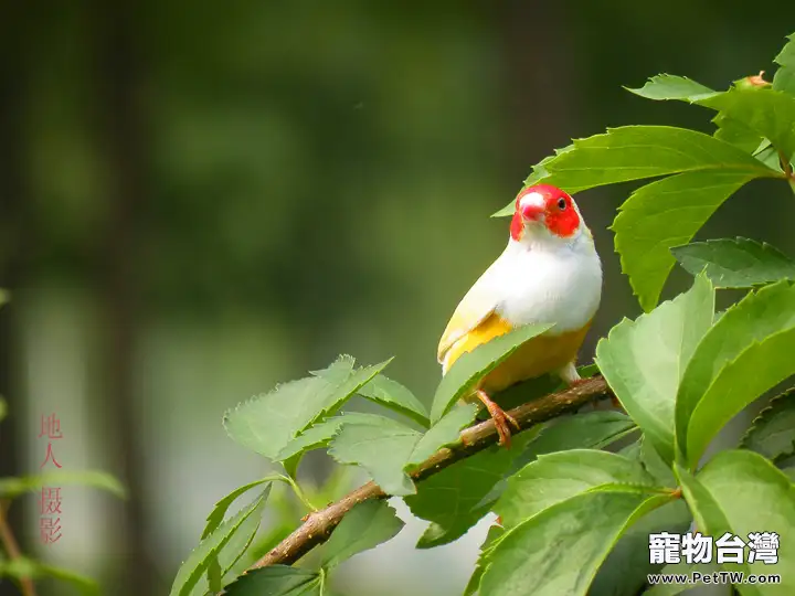 七彩文鳥的飼養要點