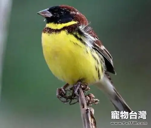 禾花雀的飼養注意事項