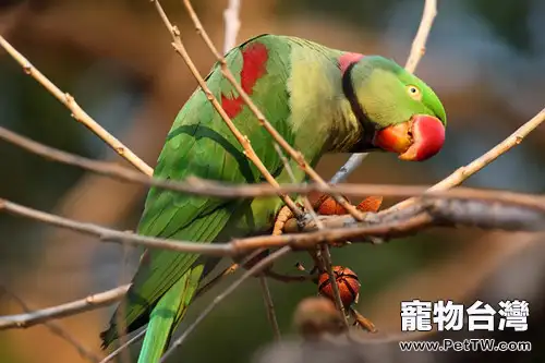 亞歷山大鸚鵡的人工繁殖