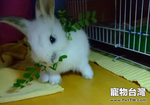 兔兔為何要吃草？