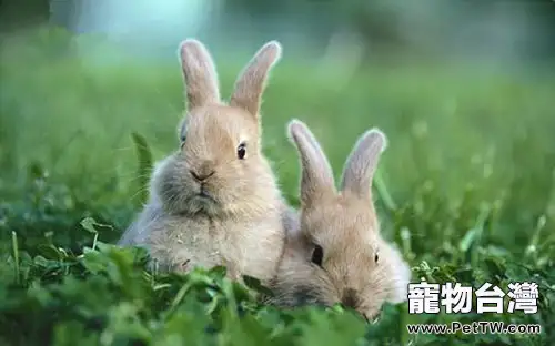 迅速檢查兔兔健康有妙招