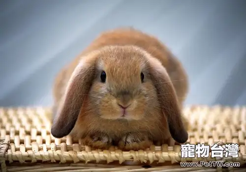 養兔兔應使用哪種墊料