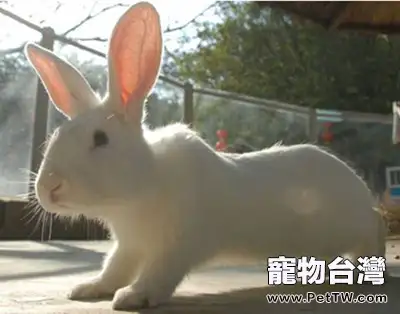 世界上有多少種兔子？