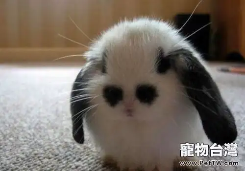 小心兔星人偷吃你的零食（1圖）-寵物台灣