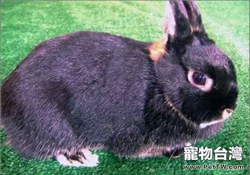 寵物兔品種介紹——磨光兔