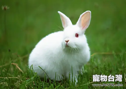 兔子的外觀分析
