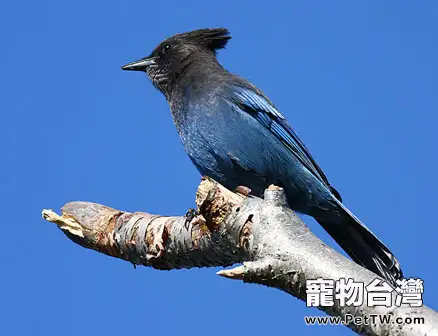 冠藍鴉的品種介紹