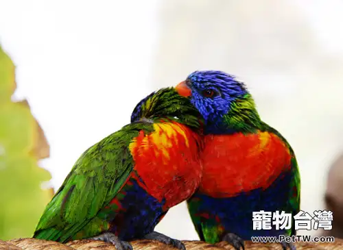 什麼才算是鸚鵡的攻擊性行為