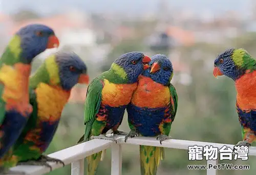 吸蜜鸚鵡的特殊餵食方法