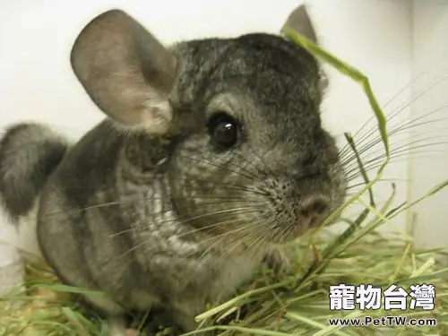 關於龍貓提草糧的分析