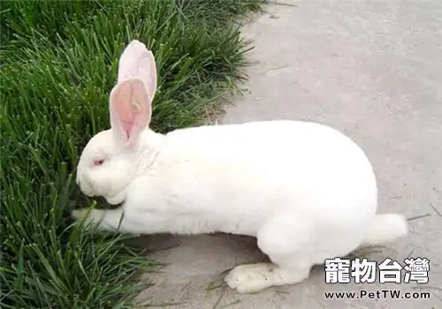 獺兔簡易飼養管理技術(1圖)-寵物台灣