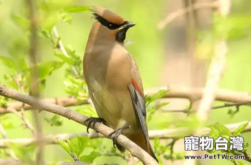 小太平鳥的餵食要點