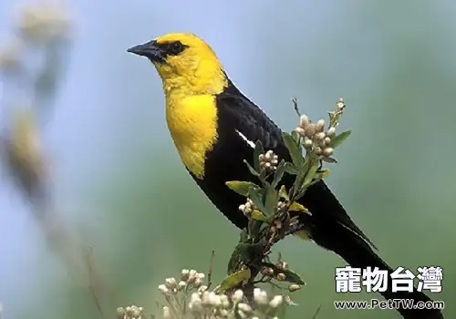 如何給病鳥餵藥及注射(1圖)-寵物台灣