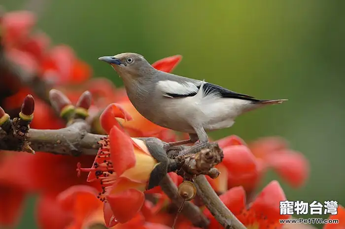 觀賞鳥眼炎的防治措施(1圖)-寵物台灣