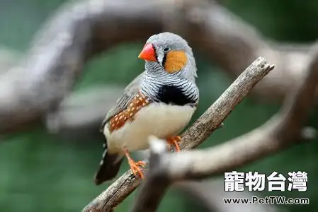 新手該如何飼養錦花鳥