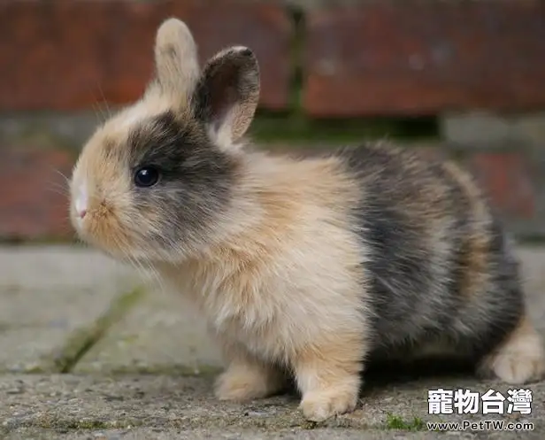 寵物兔常見病之葡萄球菌病