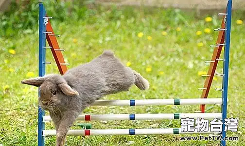 兔子也可以和人一起玩耍