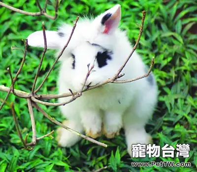 為什麼兔星人喜歡啃咬籠具?(1圖)-寵物台灣