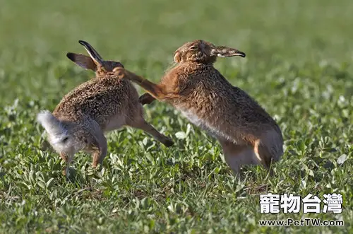 兔子為什麼會打架？