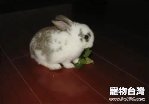 為什麼兔子會撥料？