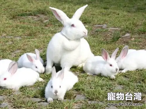為什麼斷奶兔前期要合群養？