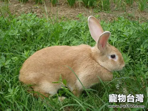 豫豐黃兔品種特徵