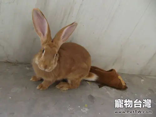 太行山兔的品種特徵