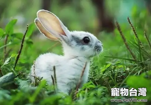 兔子卡他性肺炎的防治措施(1圖)-寵物台灣