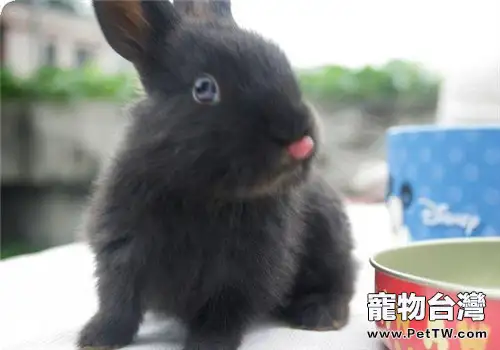和你的兔兔來一場約會吧！