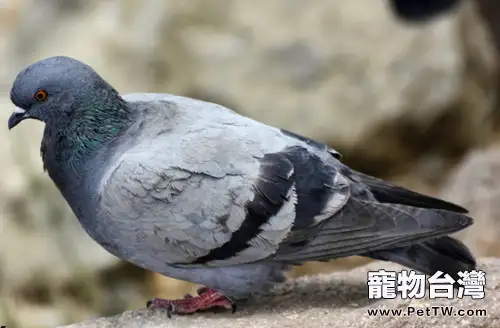 鴿子毛滴蟲病的分類介紹(1圖)-寵物台灣