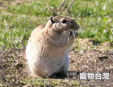 如何判定蒙古沙鼠是否發情