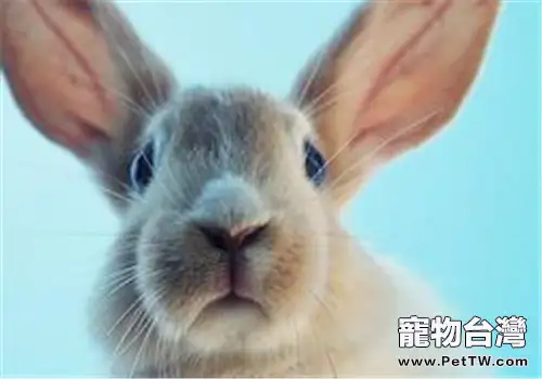 兔子的三瓣嘴有什麼用途？