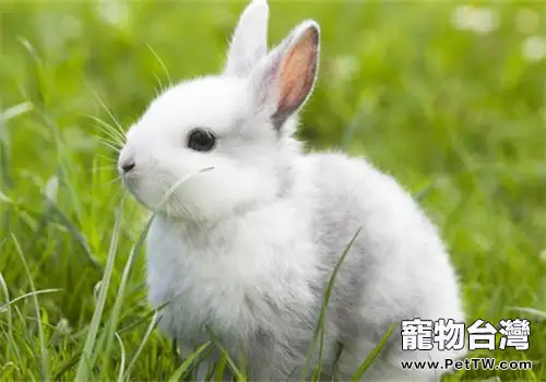 母兔子在什麼情況下可以結婚？