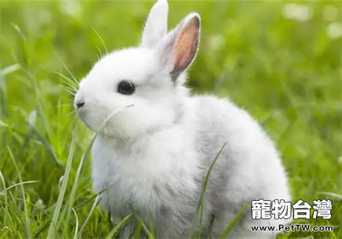 母兔子在什麼情況下可以結婚?(1圖)-寵物台灣